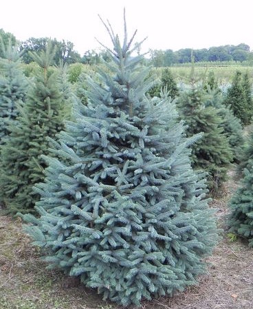 colorado blue spruce christmas tree