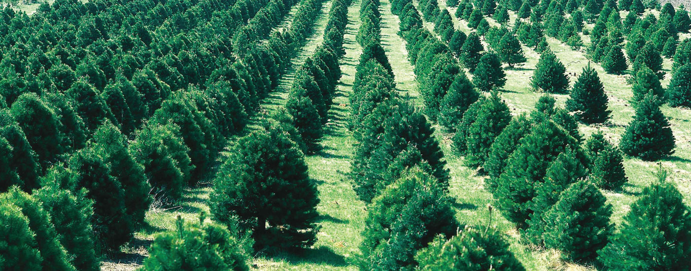 mattern s pine ridge nursery real lafayette indiana mattern s pine ridge nursery real lafayette indiana
