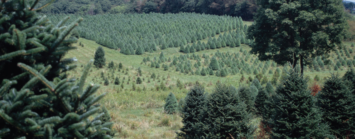 mattern s pine ridge nursery real lafayette indiana mattern s pine ridge nursery real lafayette indiana