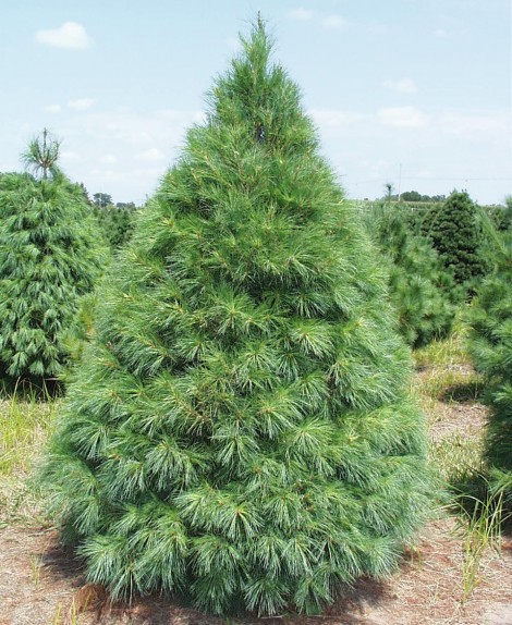 pine trees nursery