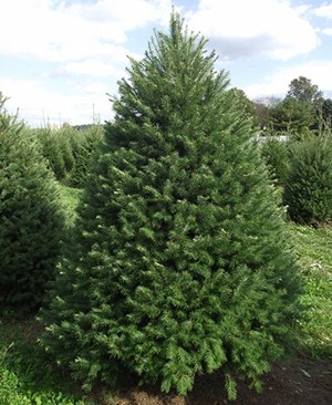 Douglas fir store christmas tree